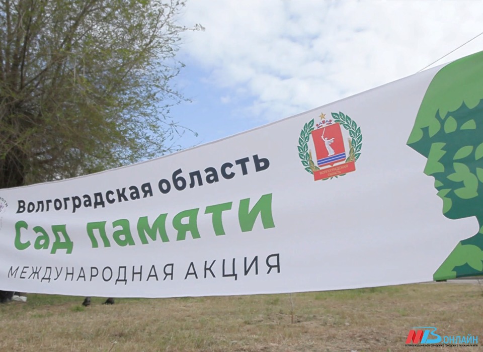 В Волгоградской области высадили 20 тысяч деревьев в рамках всероссийской акции «Сад памяти»